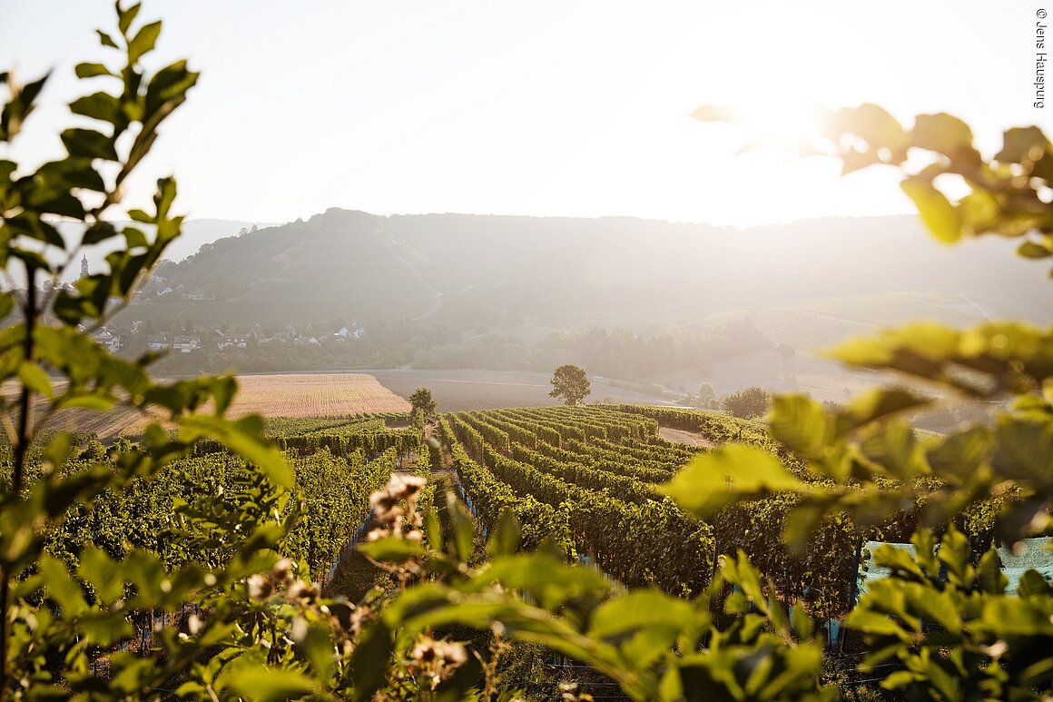 Weinberge (Castell, Steigerwald)