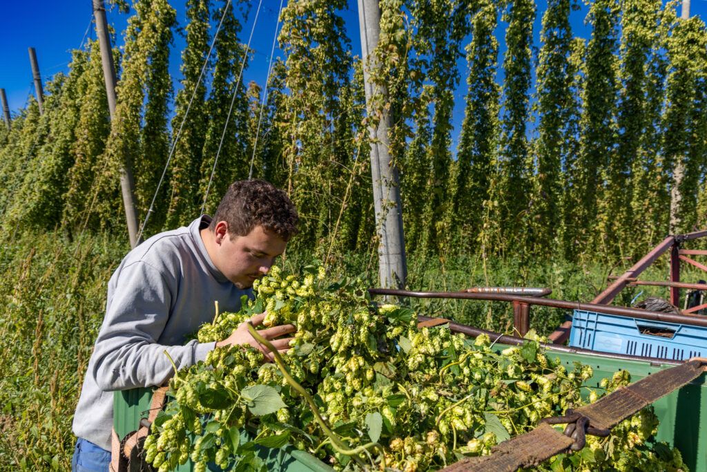 BIO-Hopfenernte bei Eckert im Nürnberger Land
