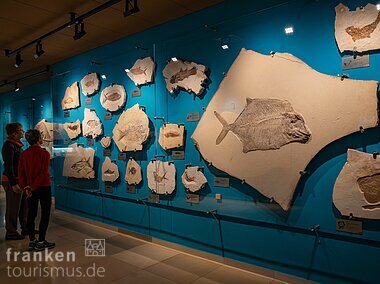 Fossilienausstellung im Bürgermeister-Müller-Museum (Solnhofen/Naturpark Altmühltal)