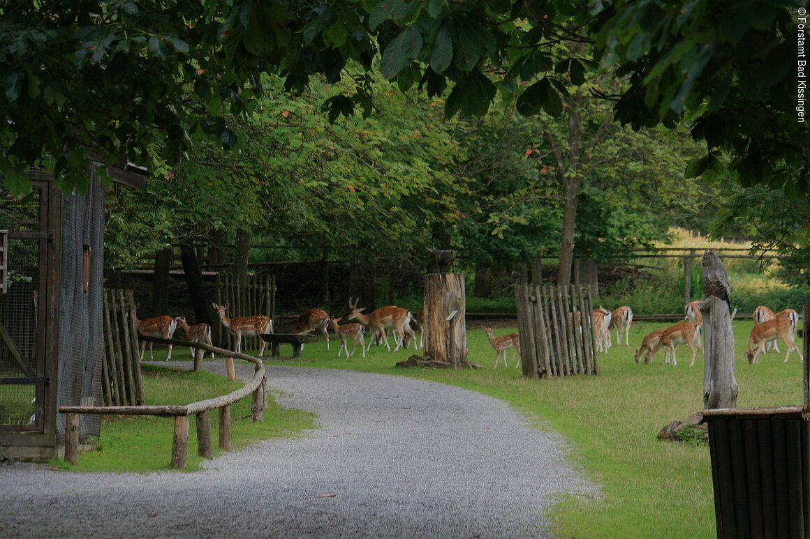 Damwild Wild-Park Klaushof (Bad Kissingen, Rhön)