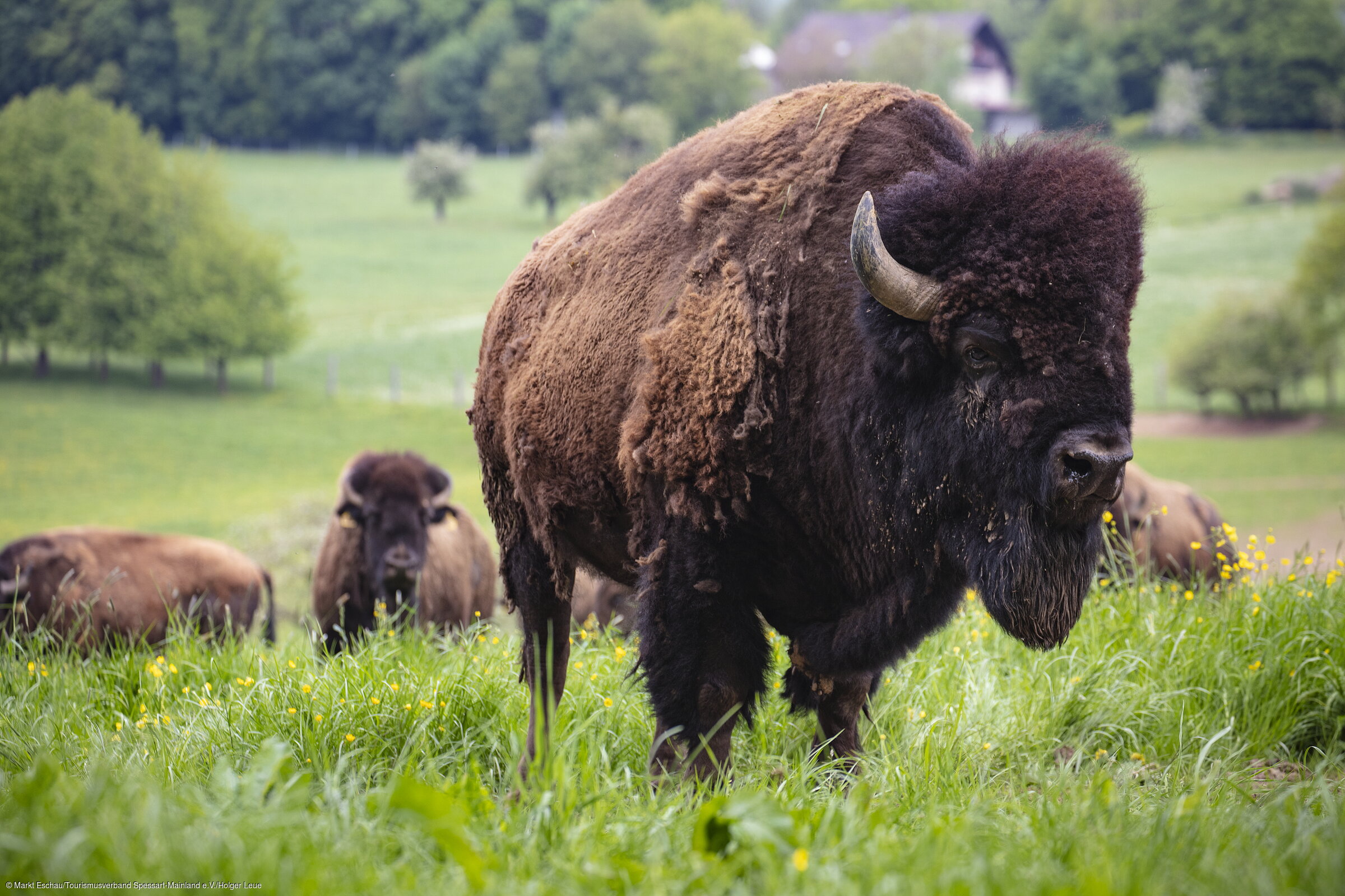 Bisonherde (Eschau, Spessart-Mainland)