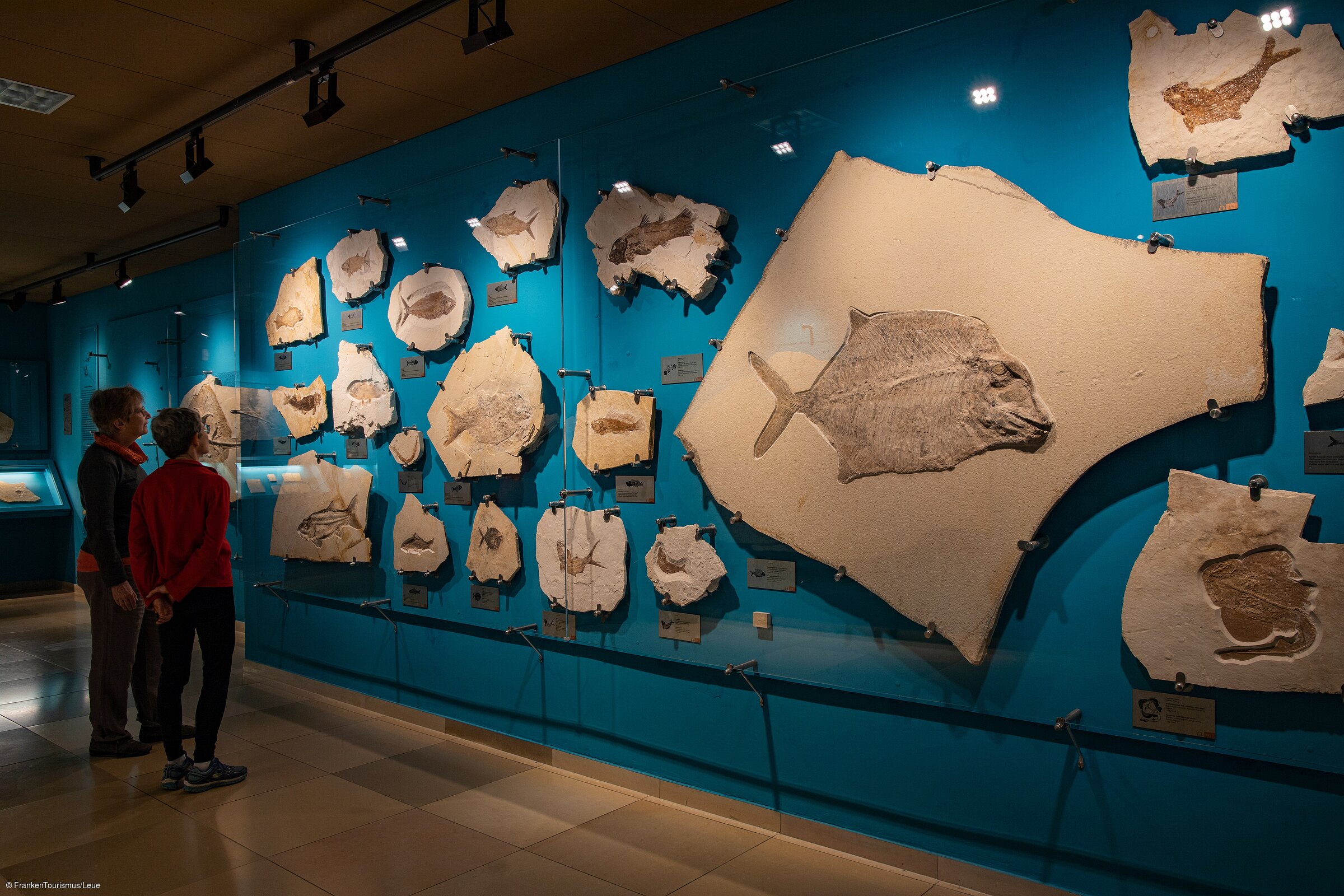 Fossilienausstellung im Bürgermeister-Müller-Museum (Solnhofen/Naturpark Altmühltal)