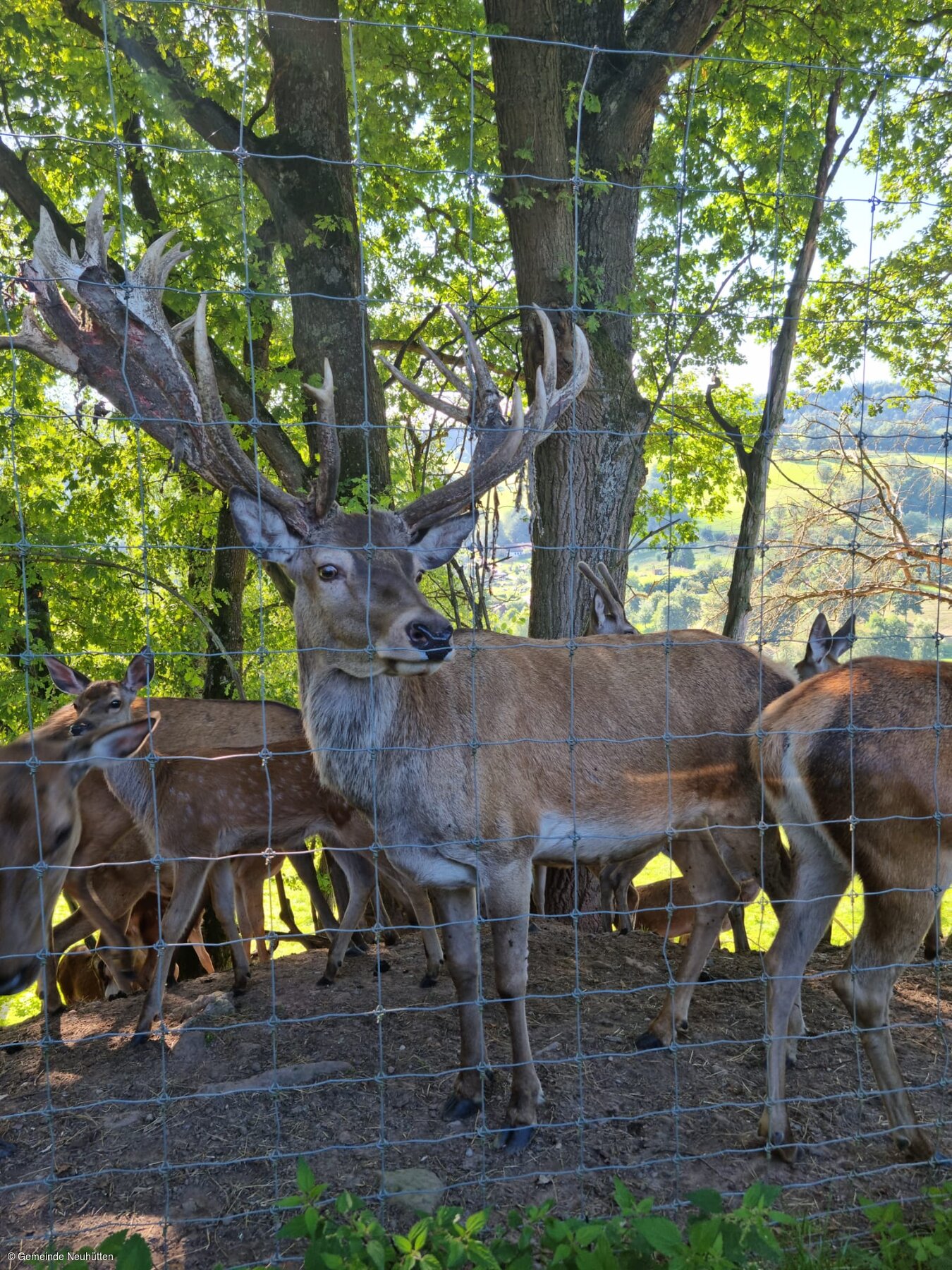Wildgehege (Neuhütten, Spessart-Mainland)