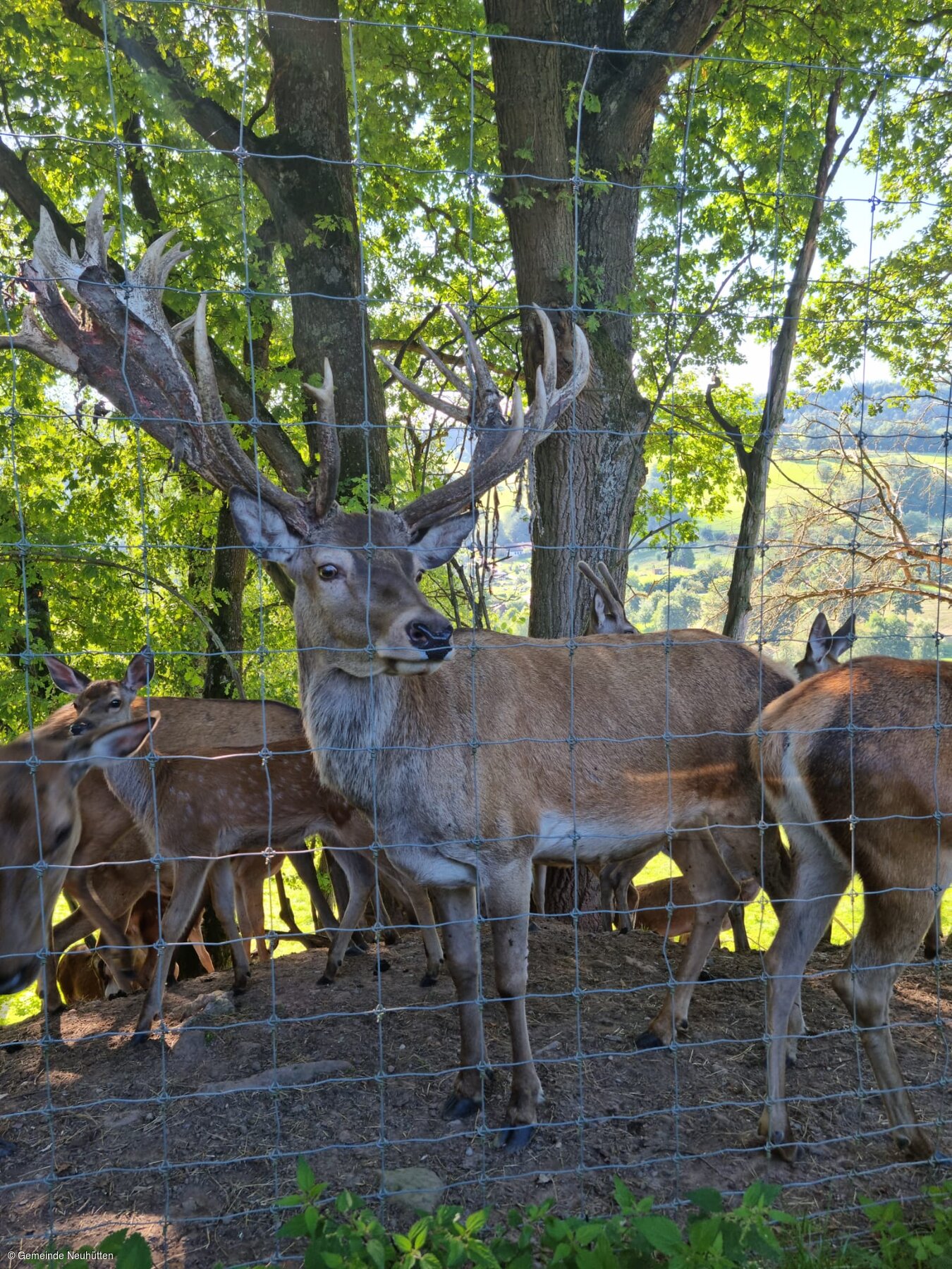 Wildgehege (Neuhütten, Spessart-Mainland)