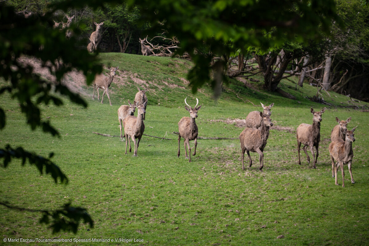 Wildgehege beim Wasserschloss Oberaulenbach (Eschau, Spessart-Mainland)