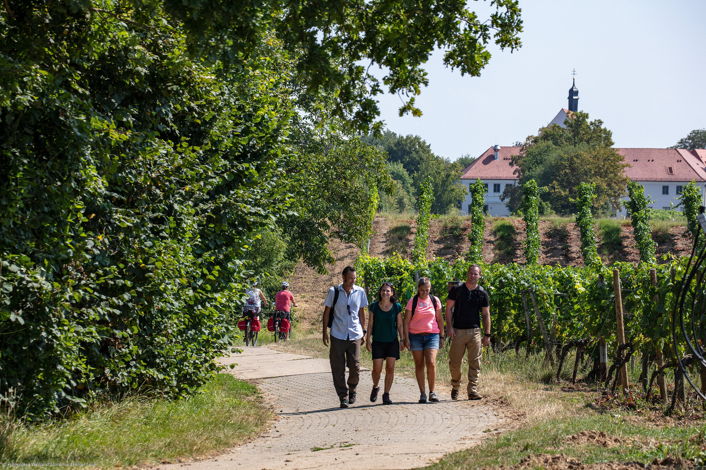 Wandern bei der Vogelsburg (Volkach/Fränkisches Weinland) Wandern bei der Vogelsburg (Volkach/Fränkisches Weinland)
