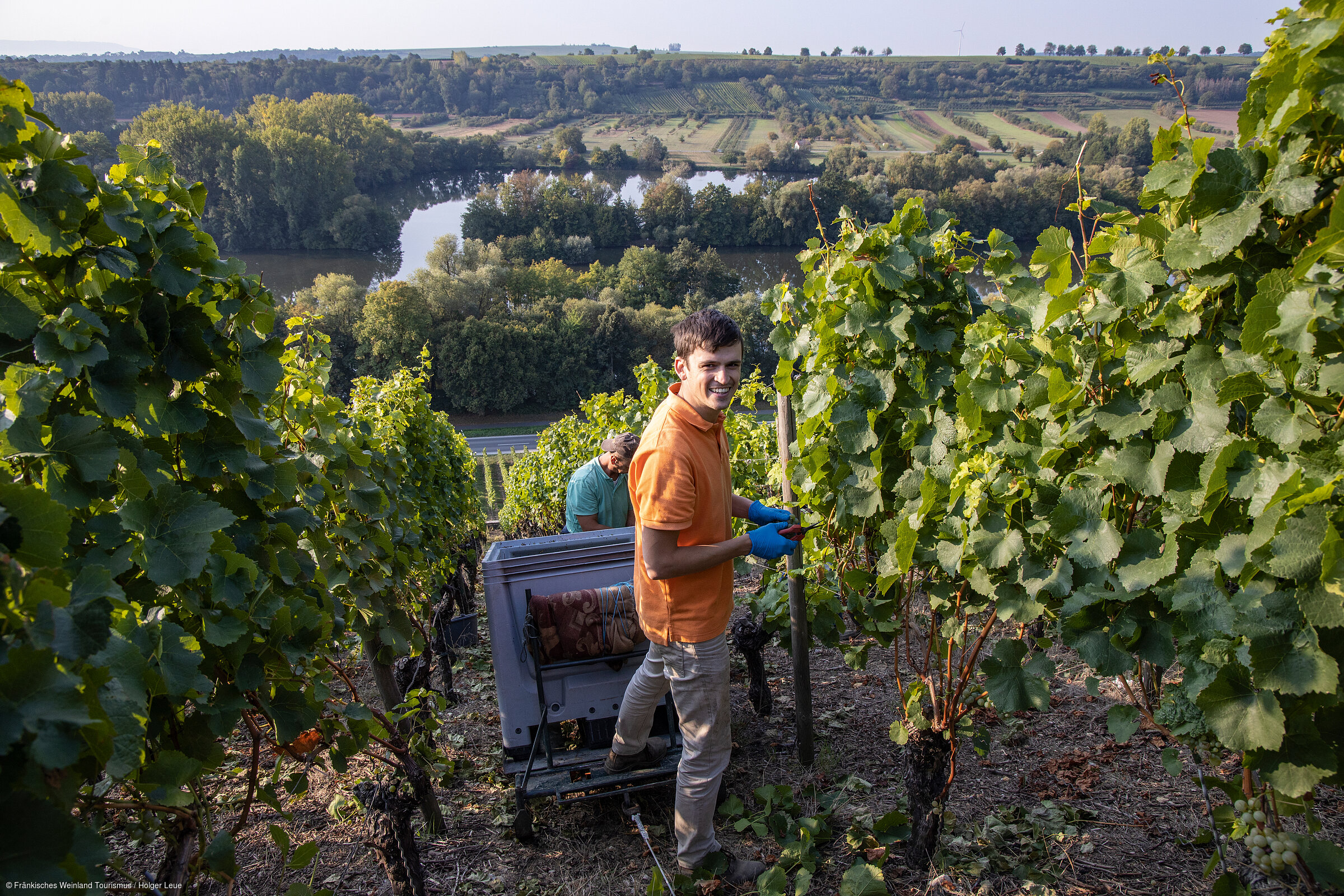 Weinlese (Volkach/Fränkisches Weinland) Weinlese (Volkach/Fränkisches Weinland)