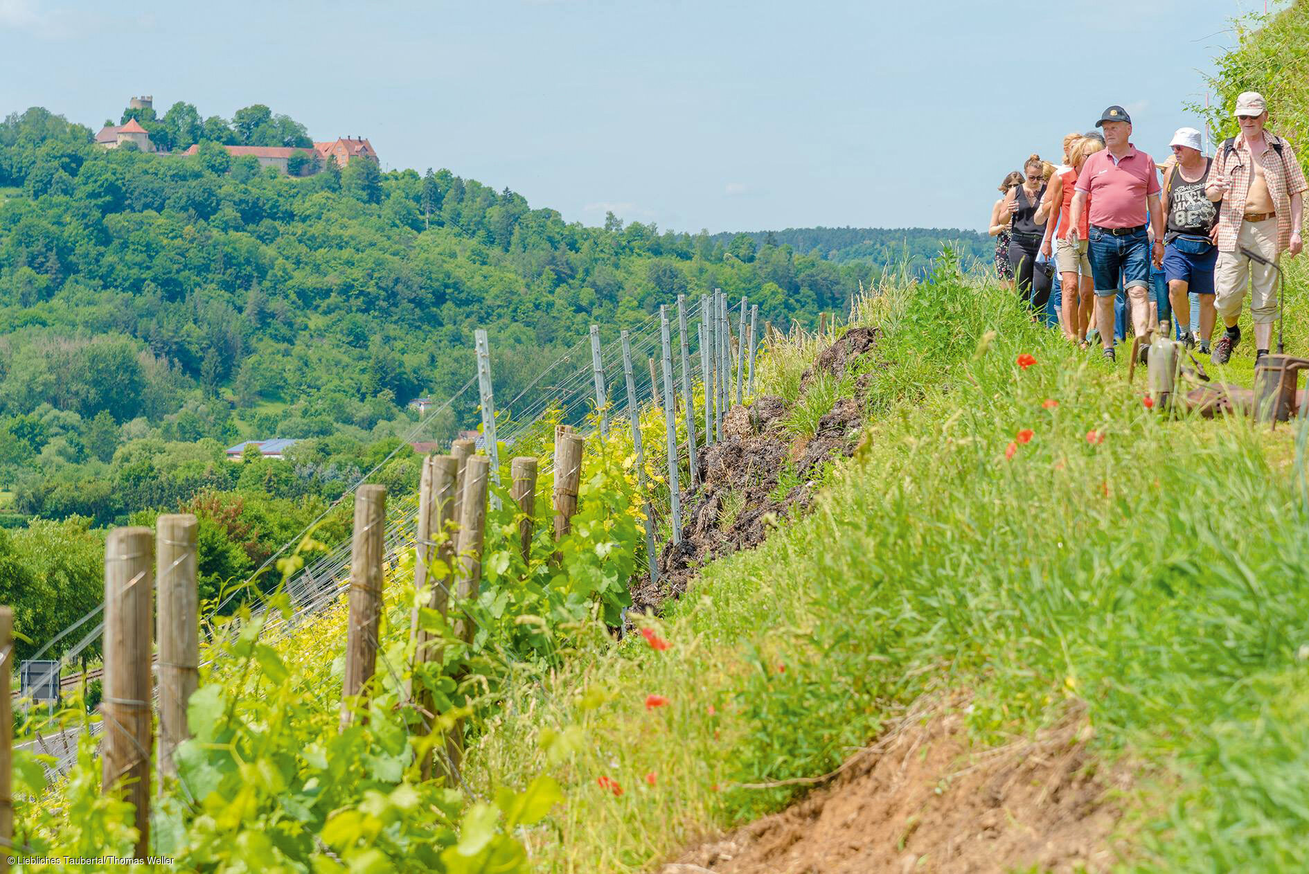 Wanderer auf dem Tauberberg bei Markelsheim (Bad Mergentheim/Liebliches Taubertal)