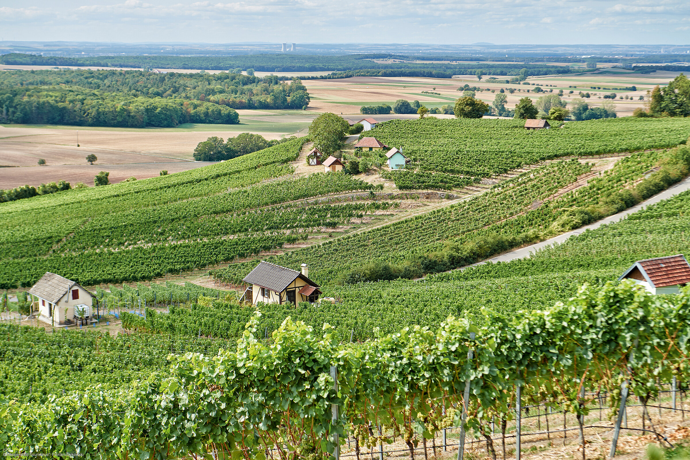 Weinberg im Steigerwald (Steigerwald) Weinberg im Steigerwald (Steigerwald)