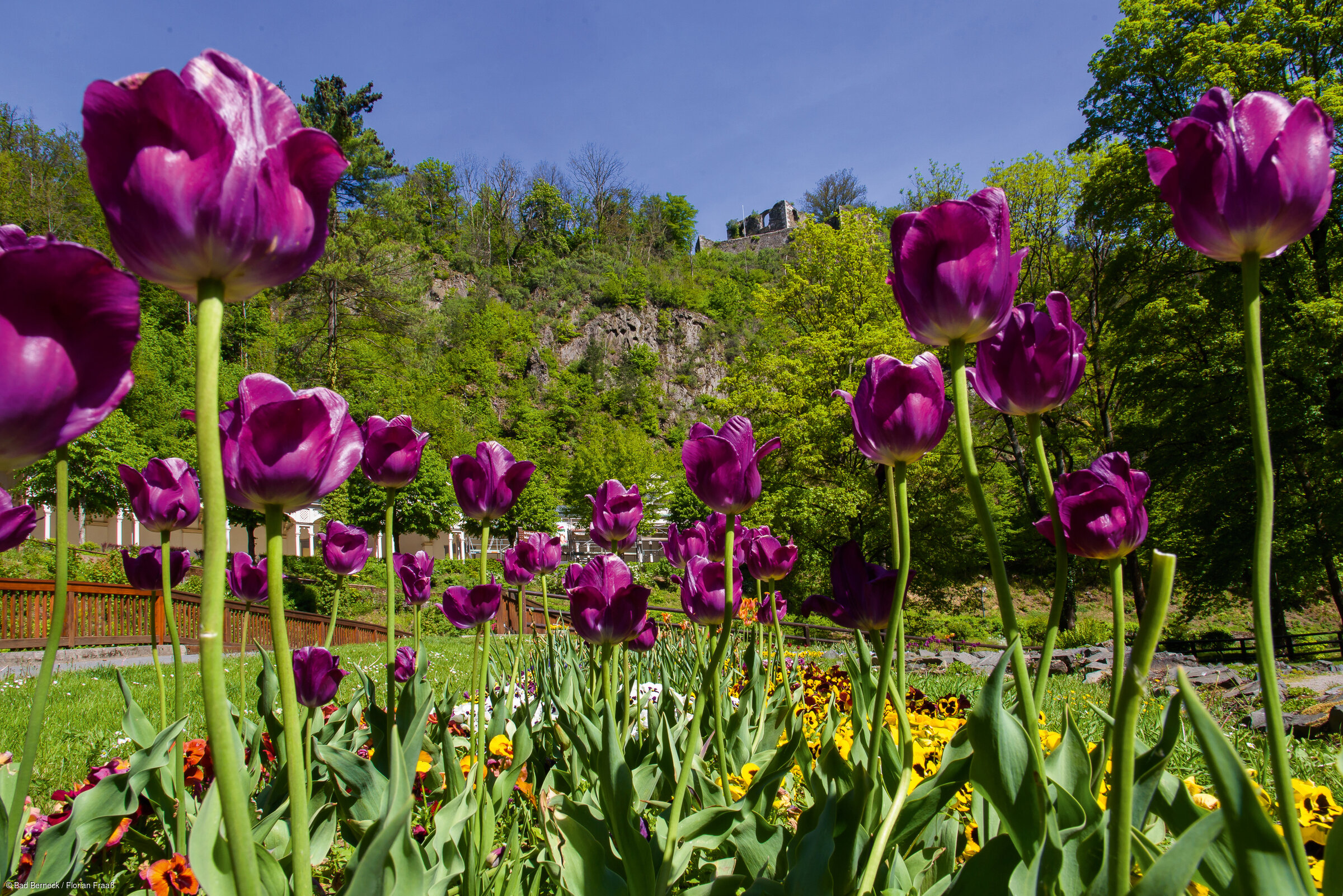 Blumenpracht im Kurpark (Bad Berneck, Fichtelgebirge)