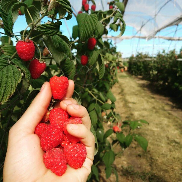 Erlebnisernten Huckepack bei Familie Niedermann - Tourismusverband Franken