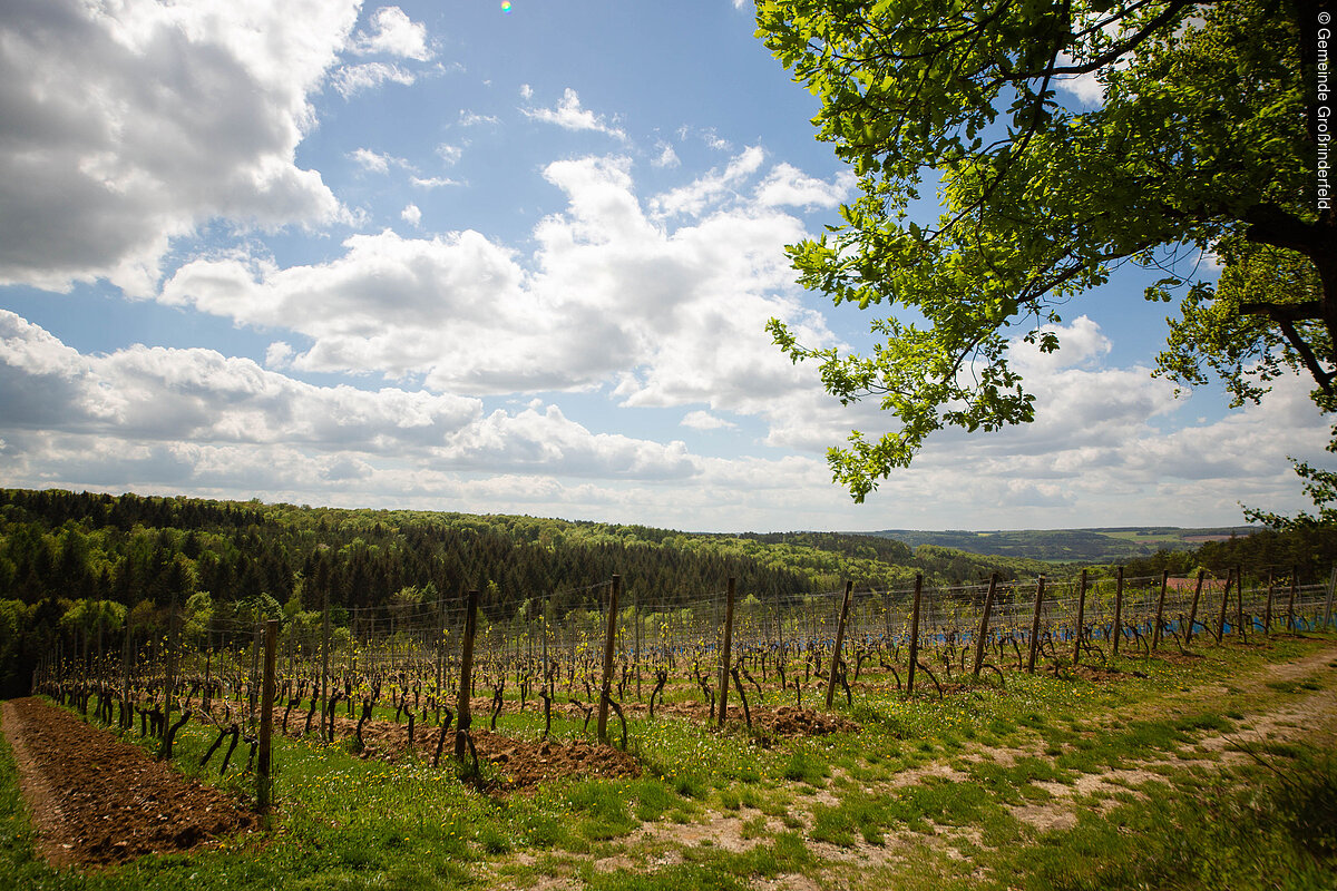 LT 8 Großrinderfelder PanoramaTour Tourismusverband Franken