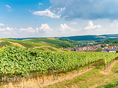 Weinberge bei Beckstein (Lauda-Königshofen/Liebliches Taubertal)