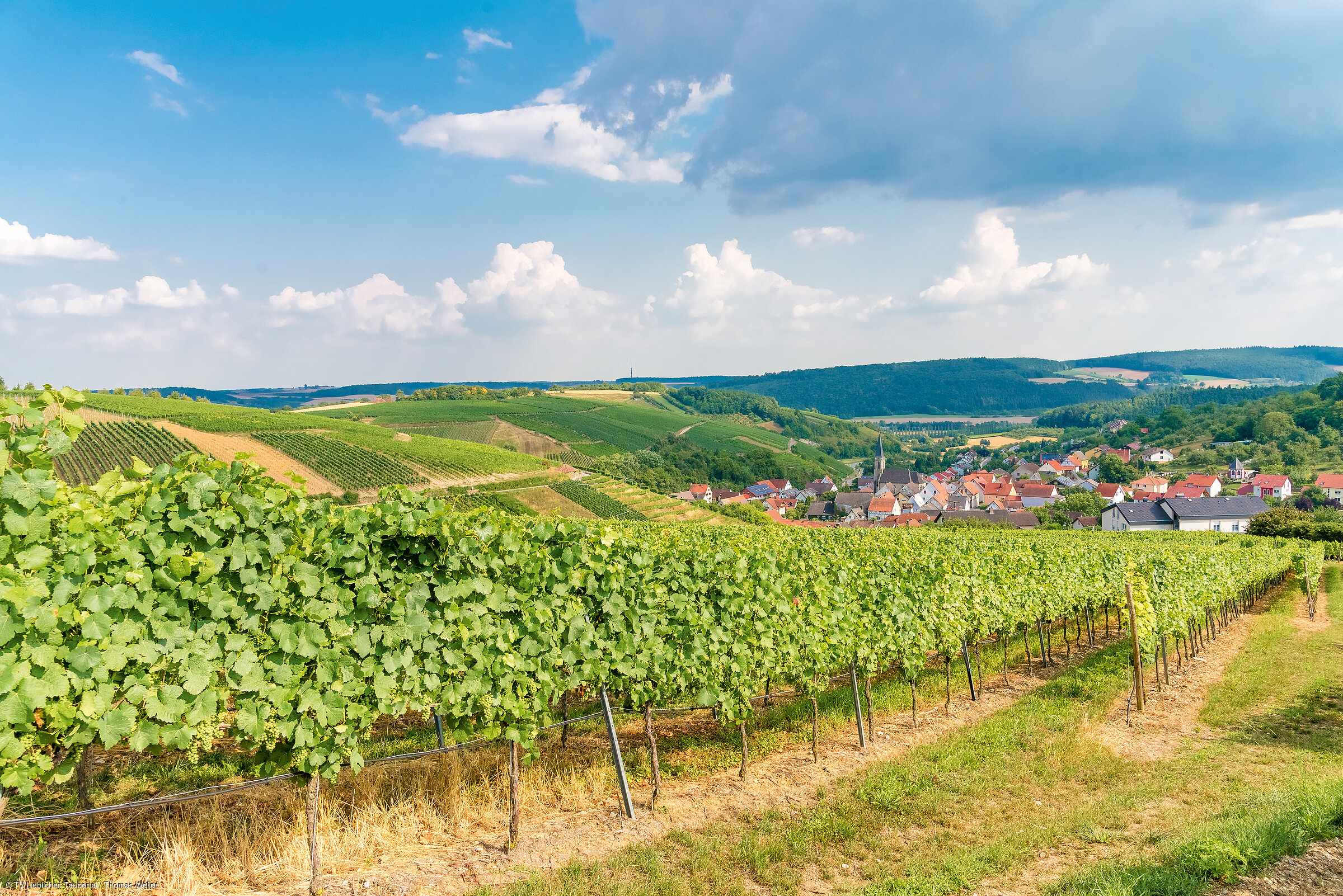 Weinberge bei Beckstein (Lauda-Königshofen/Liebliches Taubertal) Weinberge bei Beckstein (Lauda-Königshofen/Liebliches Taubertal)