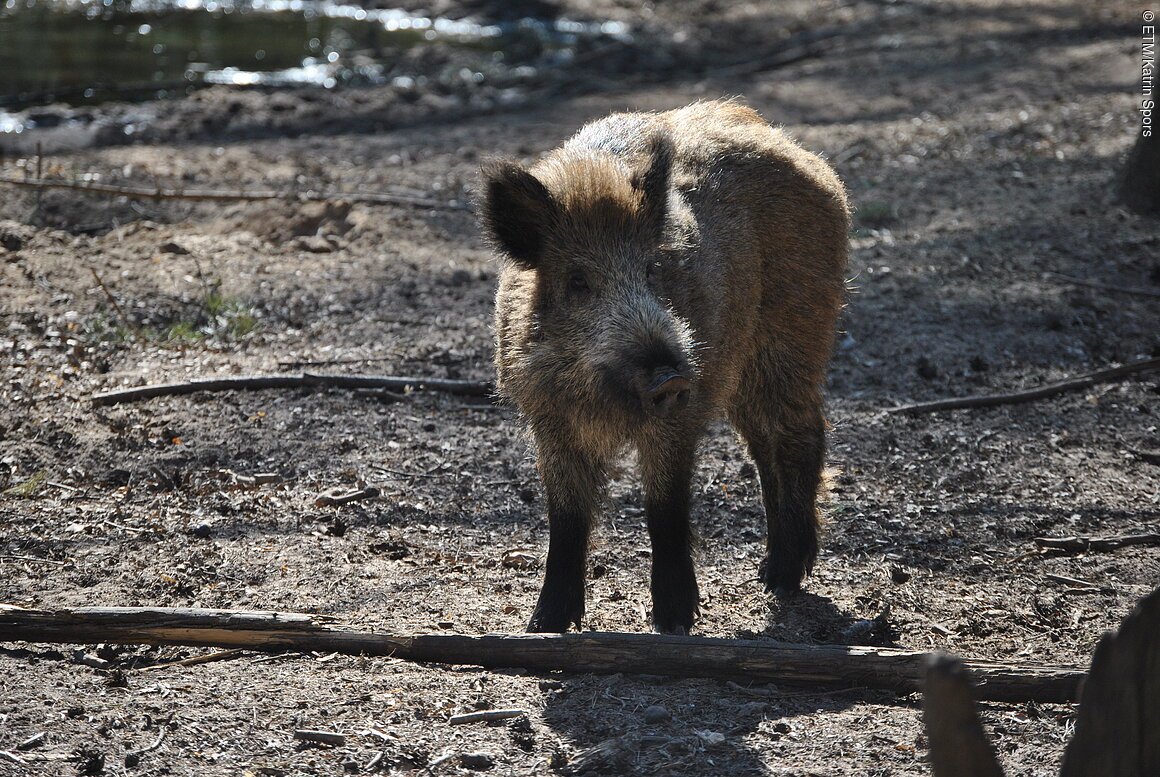 Wildschweingehege (Erlangen, Städteregion Nürnberg)