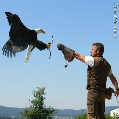 Flugvorführung im Greifvogelpark (Wunsiedel, Fichtelgebirge)