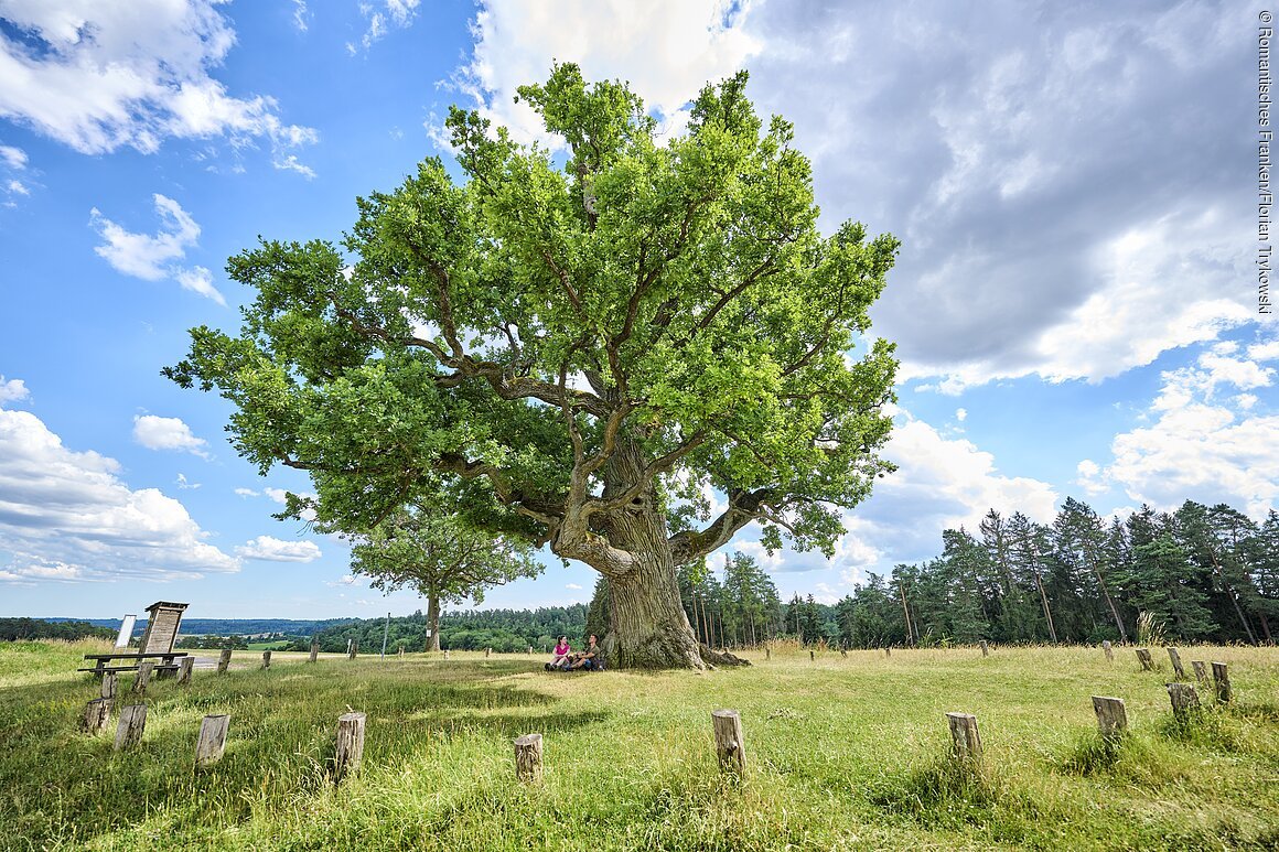 Kreuzeiche (Lehrberg, Romantisches Franken)