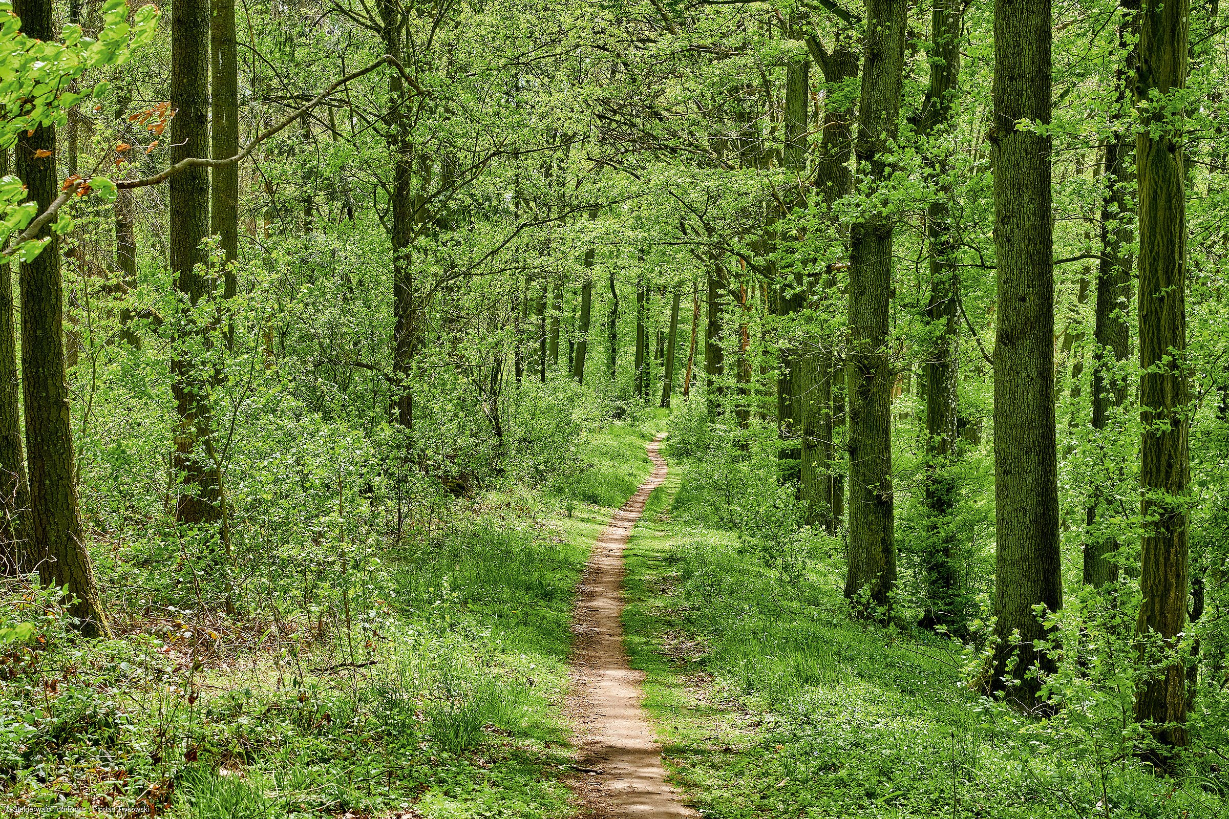Waldwanderweg Zabelstein (Steigerwald) Waldwanderweg Zabelstein (Steigerwald)