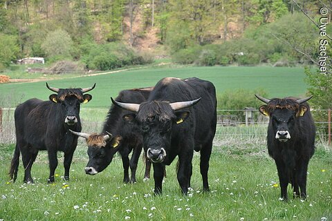 Auerochsen in Wellheim (Wellheim, Naturpark Altmühltal)