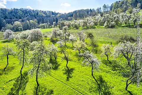 Streuobstwiesen Fränkische Schweiz