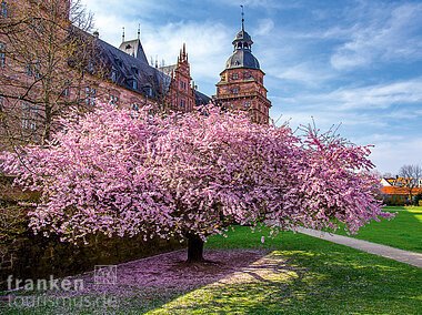 Kirschblüten vor Schloss Johannisburg (Aschaffenburg, Spessart-Mainland)