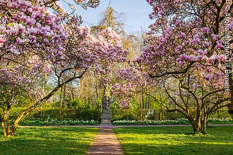 Magnolienblüten (Aschaffenburg, Spessart-Mainland)