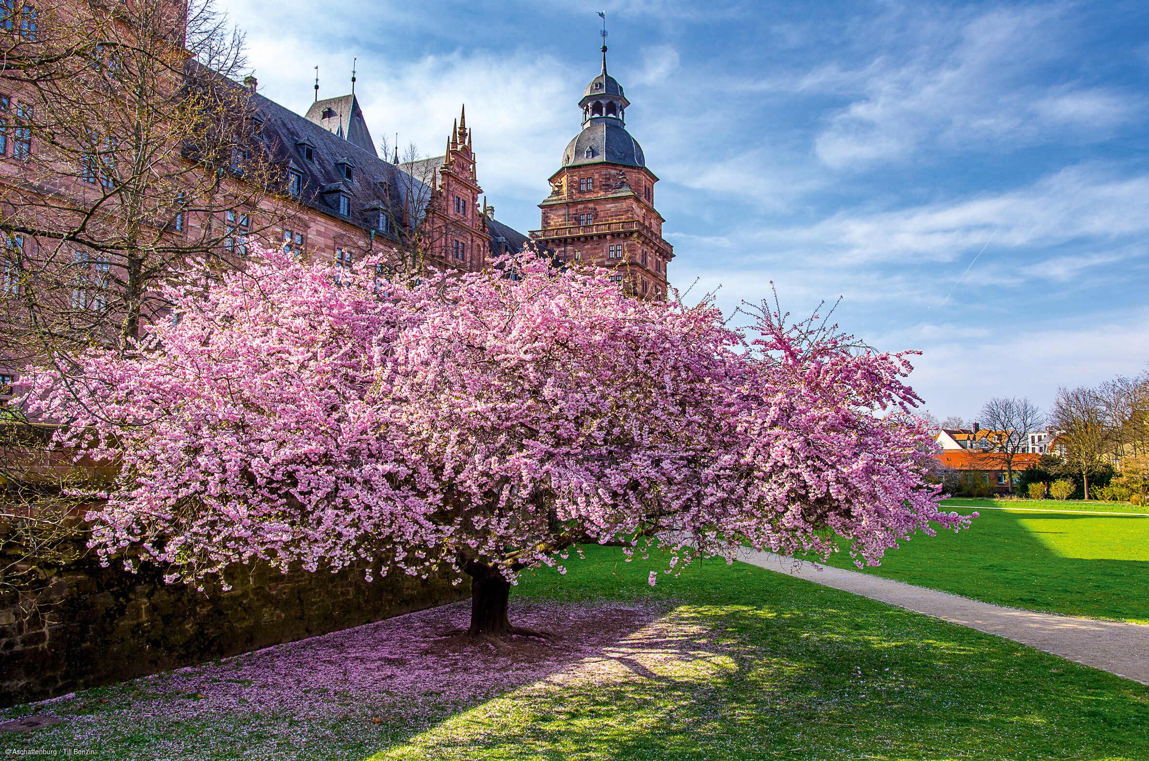 Kirschblüten vor Schloss Johannisburg (Aschaffenburg, Spessart-Mainland)