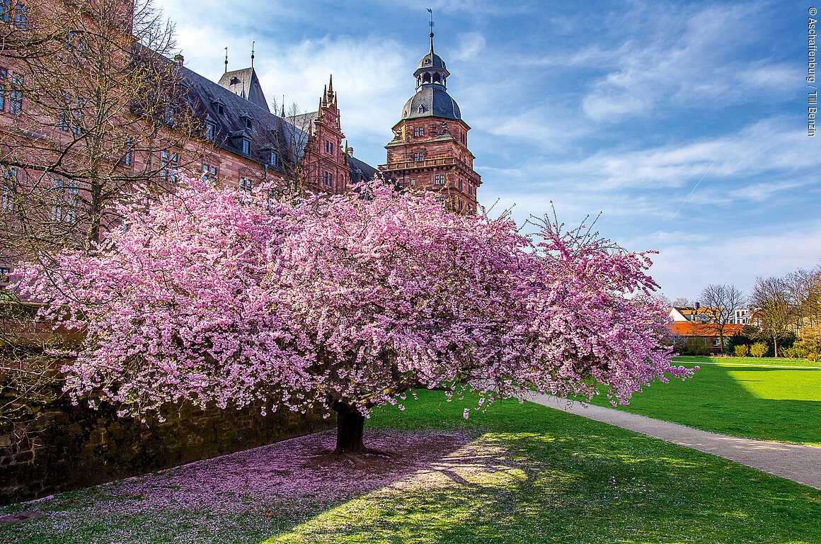 Rosa blühende Kirschbäume vor einem großen, barocken Schlossgebäude, dahinter grüner Rasen