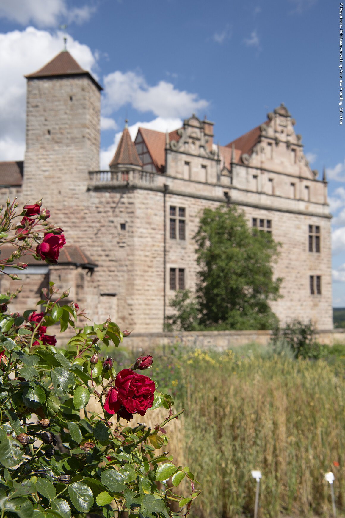 Burg Cadolzburg, Blick von Süden auf Burg mit dem Burggarten, blühende Rosen, Sommer