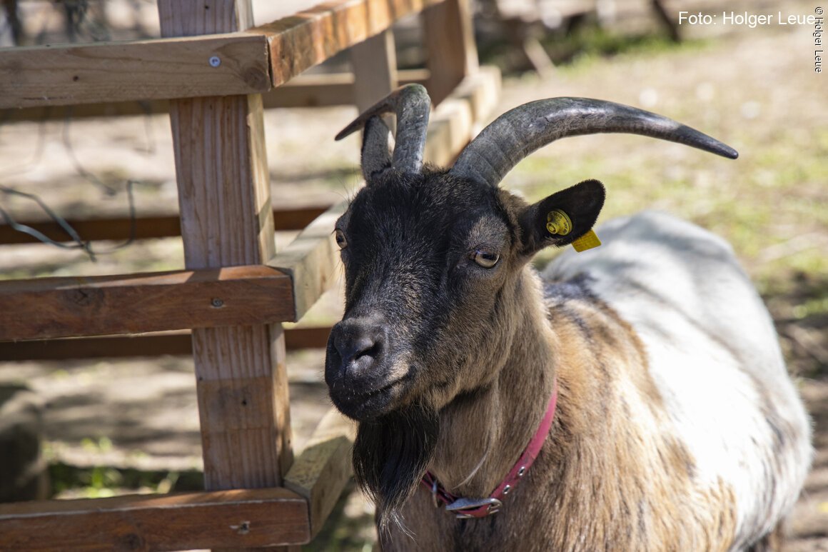 Freizeitgelände Elsavapark (Elsenfeld, Spessart Mainland) Eine Ziege mit Hörnern und Halsband steht neben einem hölzernen Zaun im Freien.