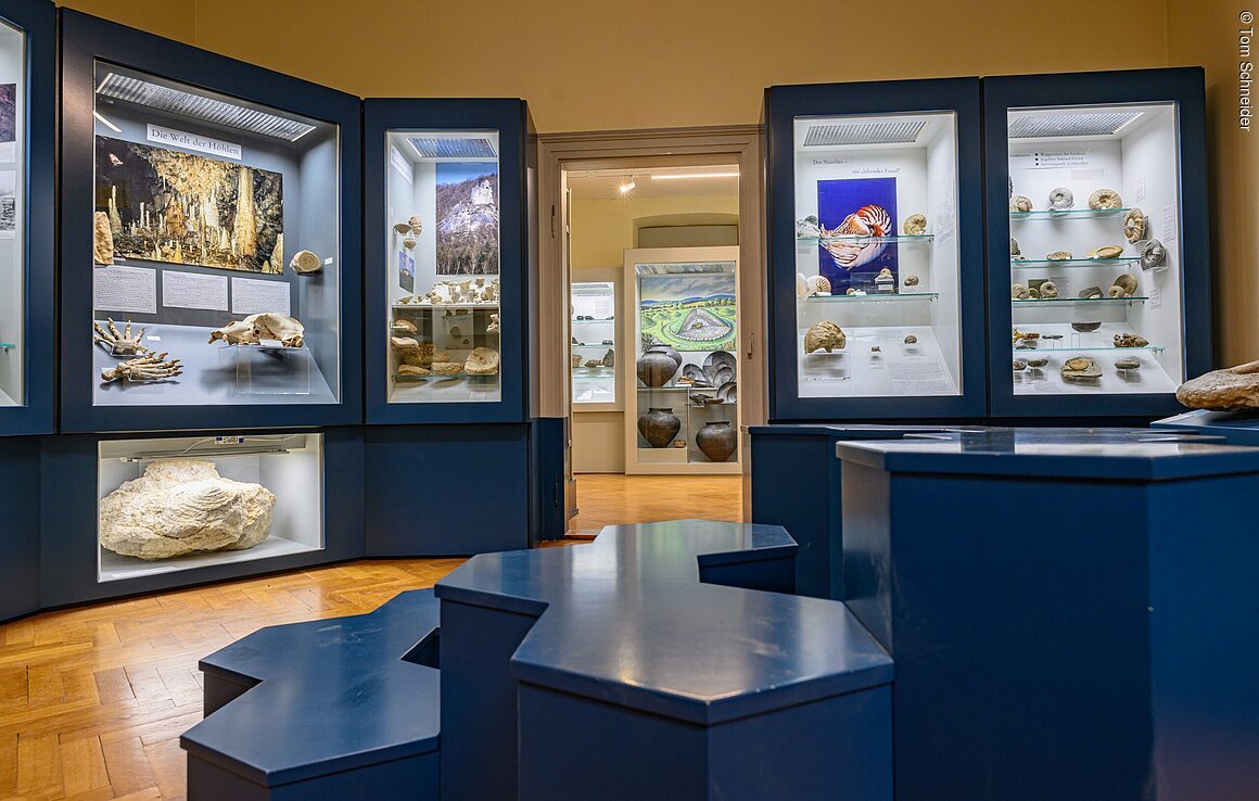 Heimatmuseum (Ebermannstadt, Fränkische Schweiz) Ein Museumsausstellungsraum mit beleuchteten Vitrinen, die Fossilien und Artefakte zeigen. Holzboden und blaue Podeste.