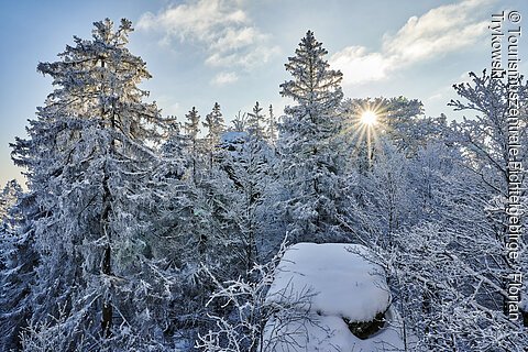 Verschneite Bäume im Wald, Sonnenstrahlen scheinen durch die Zweige, blauer Himmel mit einigen Wolken.