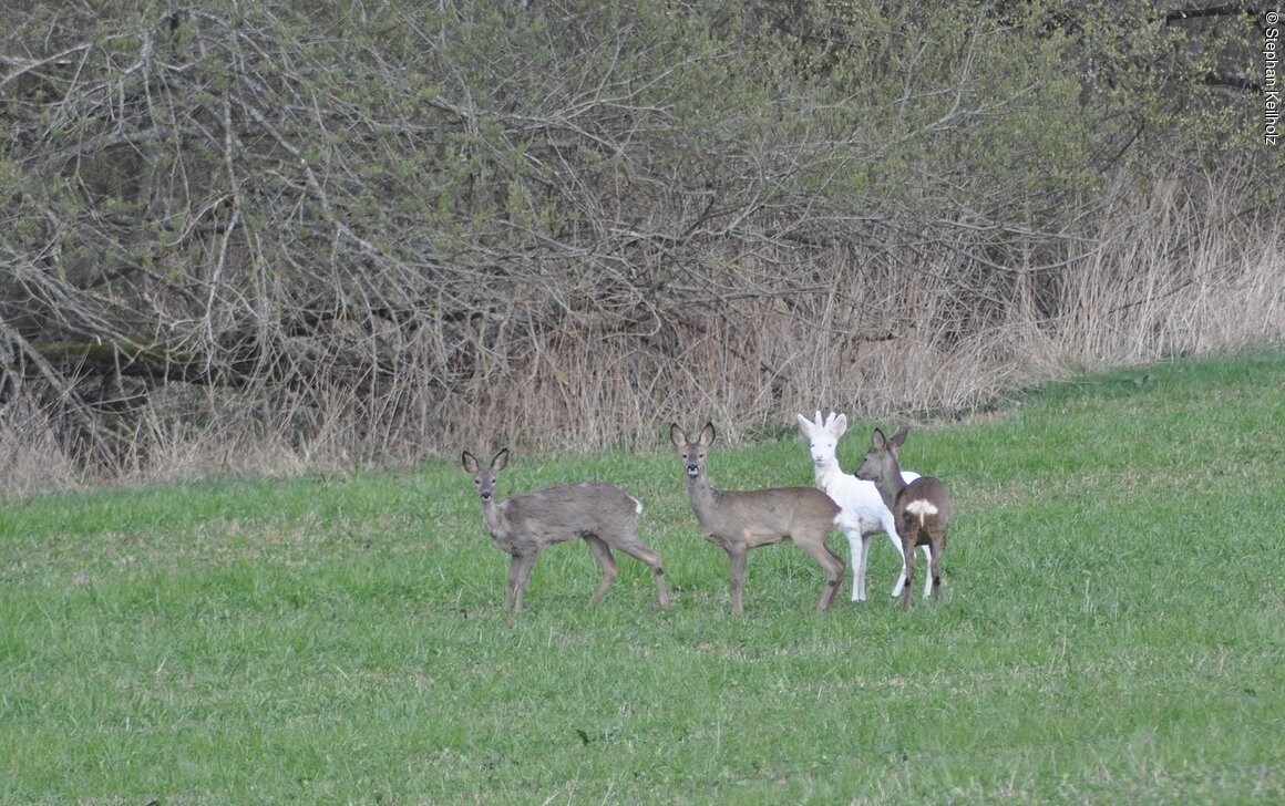 Bayerische Staatsforsten (Forchheim, Fränkische Schweiz)
