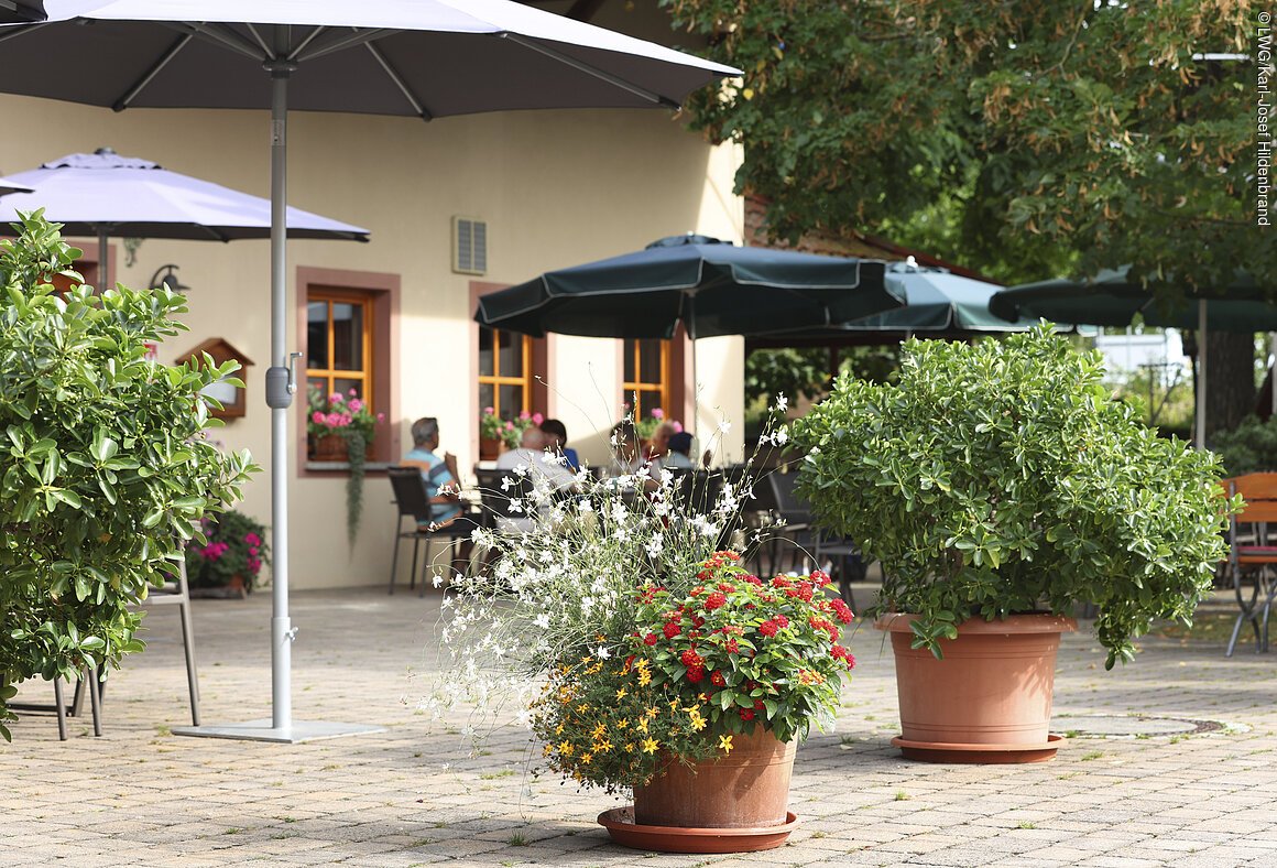 Foto: Karl-Josef Hildenbrand/Landesanstalt für Wein-und Gartenbau