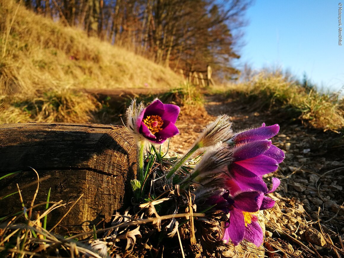 Nahaufnahme von lila Blüten neben einem Holzstamm an einem Waldweg im Sonnenlicht