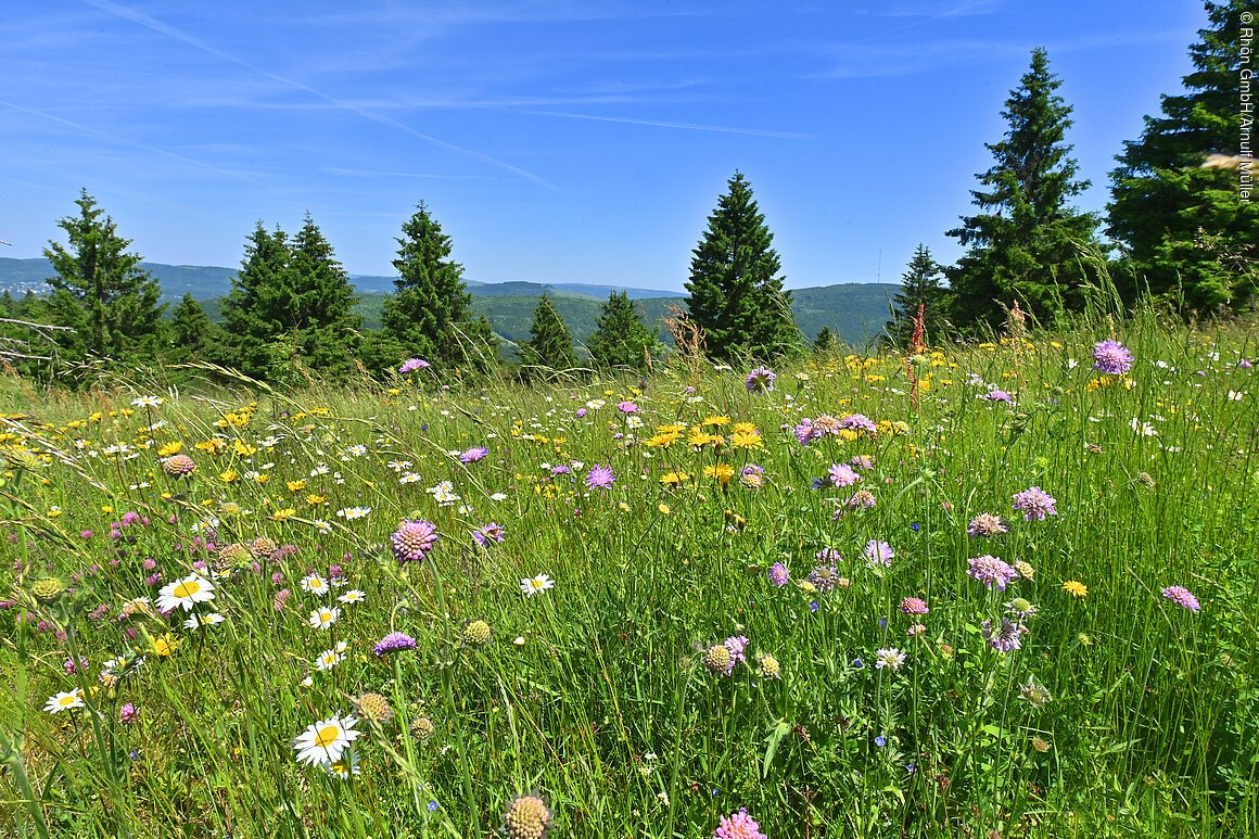 Schwarze Berge (Wildflecken, Rhön)