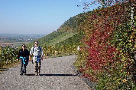 Wanderer auf der Genussroute (Weinparadiesweg, Steigerwald)