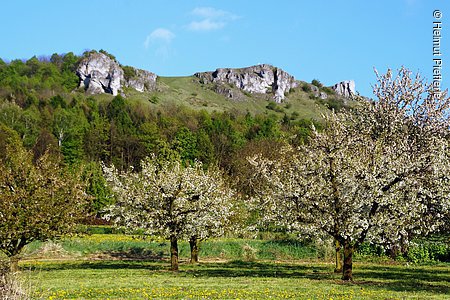 Kirschblüte (Walberla, Fränkische Schweiz)