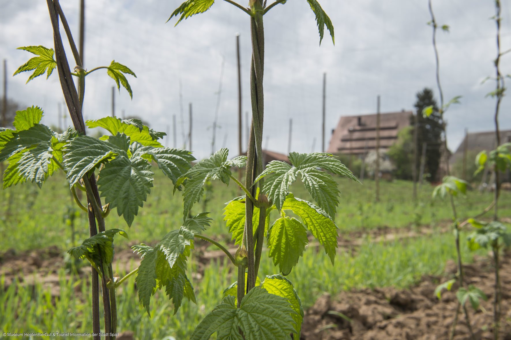 Der weltbekannte Spalter Hopfen (Spalt, Fränkisches Seenland)