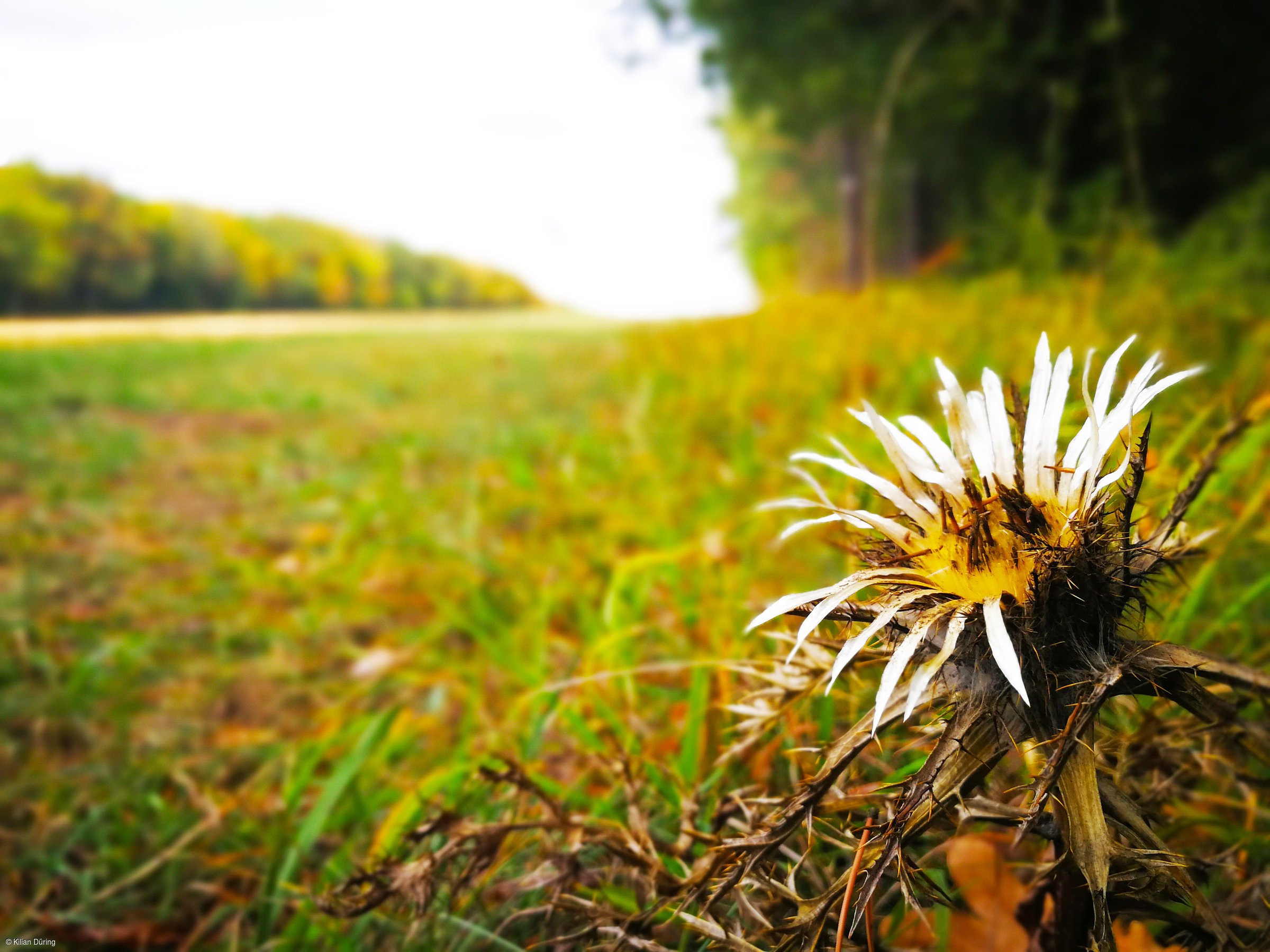 Silbedistel (Münnerstadt, Rhön)