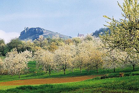 Obstbaumblüte in der Fränkischen Schweiz