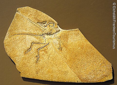 Urvogel Archeopteryx im Jura-Museum (Eichstätt, Naturpark Altmühltal)