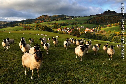 Rhön-Schafe (Rhön)