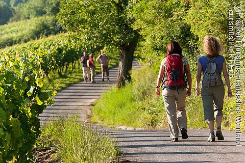 Wandern in den Sulzfelder Weinbergen (Sulzfeld a.Main, Fränkisches Weinland)