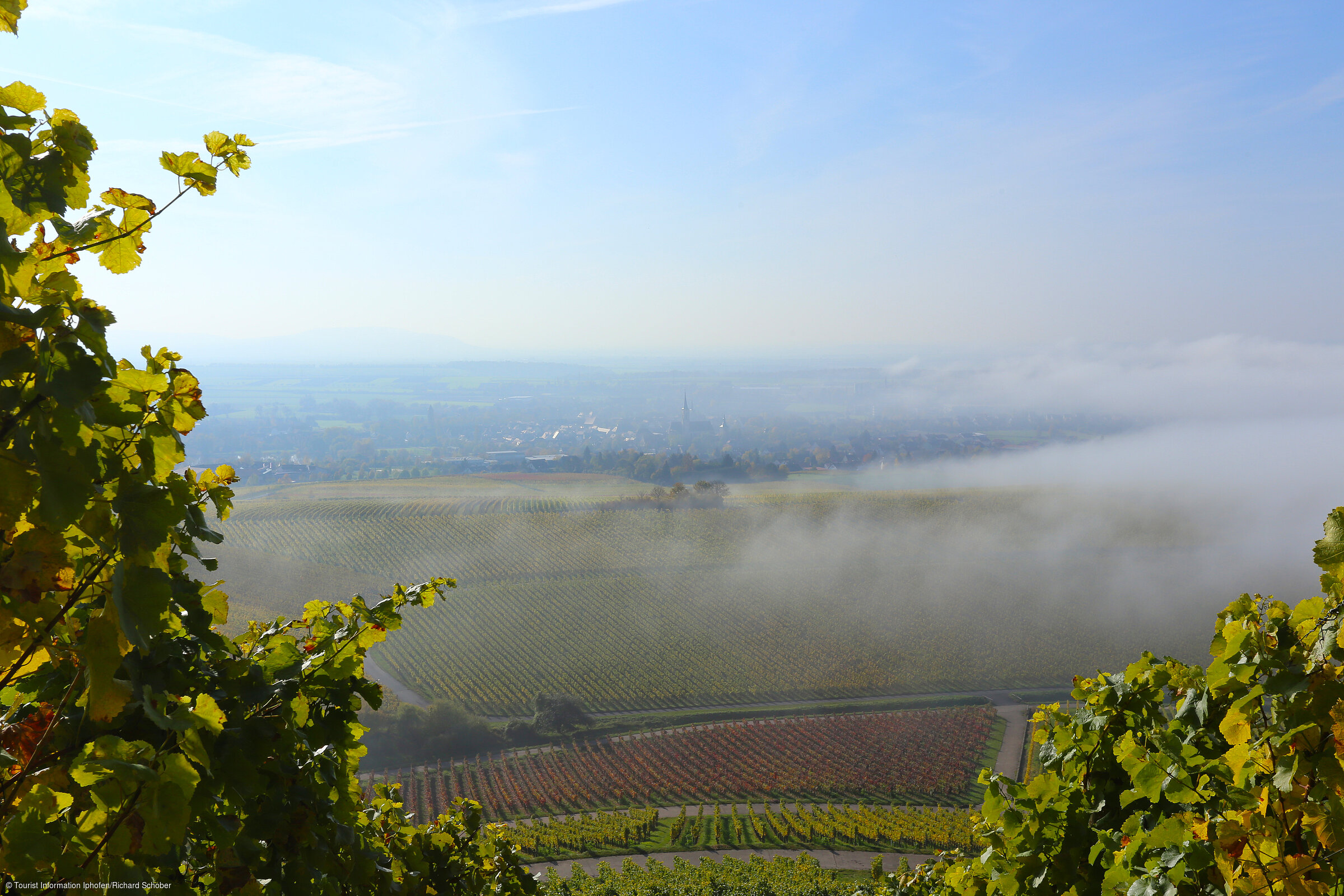 Weinberge im Nebel (Iphofen, Fränkisches Weinland)