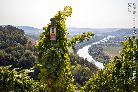 Stettener Stein (Karlstadt/Fränkisches Weinland)