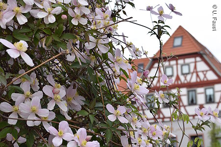 Clematisdorf (Erlabrunn, Fränkisches Weinland)