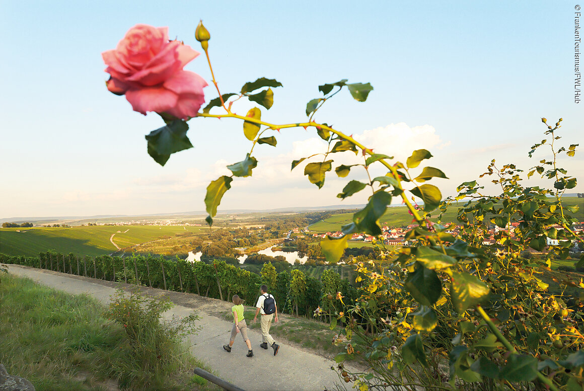 Wanderer in den Weinbergen (Fränkisches Weinland)