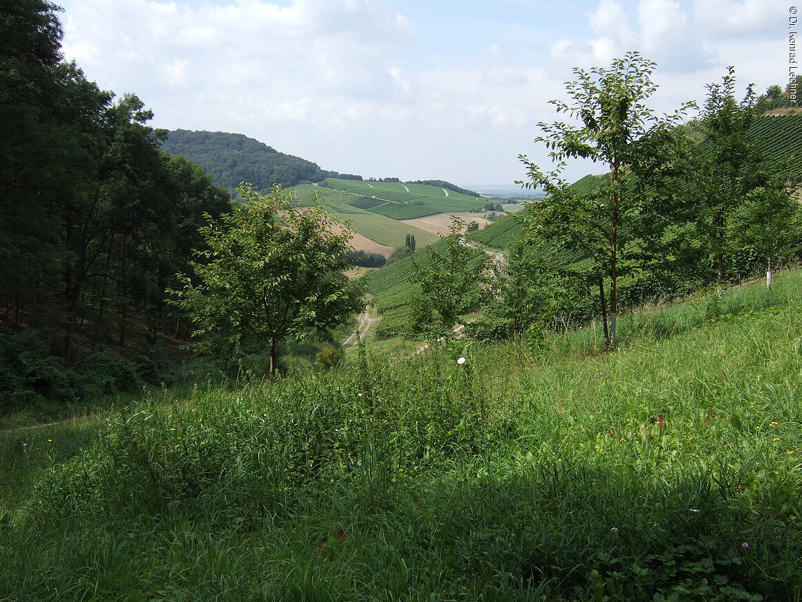 Steigerwald-Panoramaweg (bei Castell am Mahrenberg)