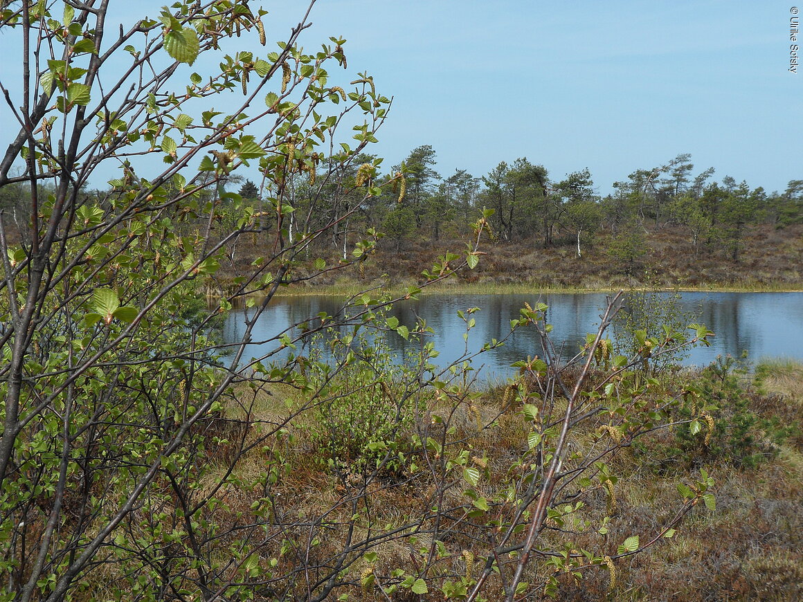 Schwarzes Moor (Fladungen, Rhön)